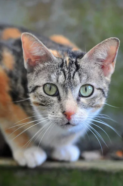 Ett Närbild Porträtt Katt Tittar Rakt Kameran — Stockfoto