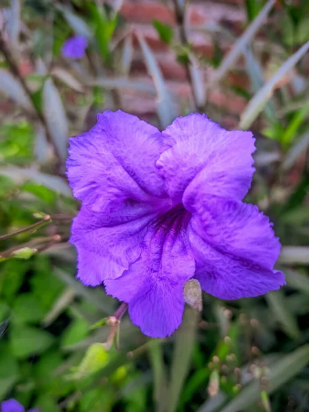 Plano Vertical Una Flor Púrpura Ruellia — Foto de Stock