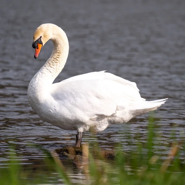 Ein Natürlicher Blick Auf Einen Schwan Der Wasseroberfläche — Stockfoto