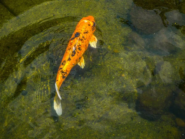 Tiro Close Koi Laranja Nadando Água — Fotografia de Stock