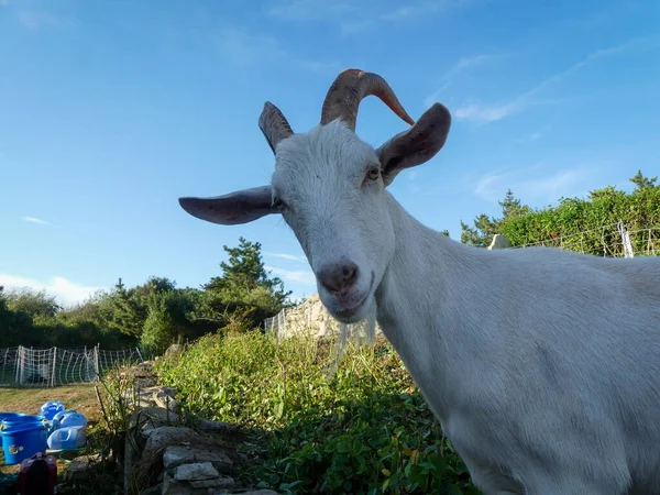 Κατσίκες Που Τρώνε Δουλεύοντας Στο Rhode Island Goatscaping Clearing Lan — Φωτογραφία Αρχείου