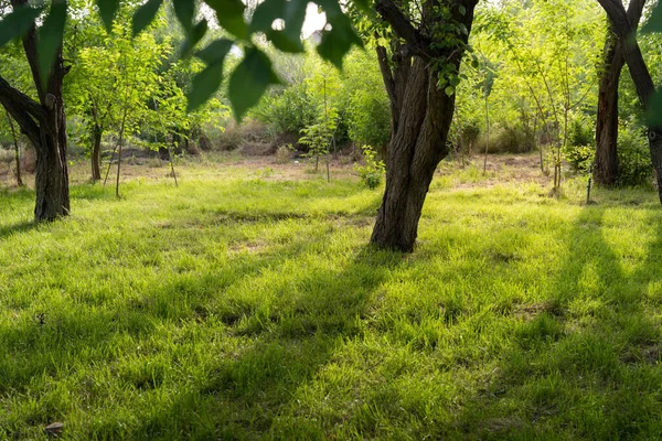 Una Hermosa Vista Parque Con Árboles Verdes Hierba Para Caminar —  Fotos de Stock