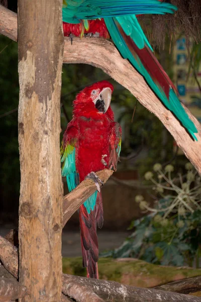 Close Vertical Uma Arara Vermelha Verde Empoleirada Galho Árvore Zoológico — Fotografia de Stock