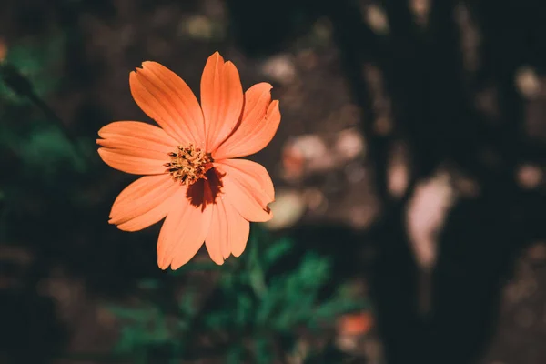 Tiro Close Uma Flor Cosmos Enxofre Laranja Com Fundo Borrado — Fotografia de Stock