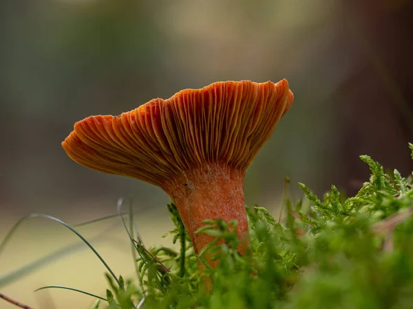 Ένα Φρέσκο Φωτεινό Πορτοκαλί Μανιτάρι Lactarius Determus — Φωτογραφία Αρχείου