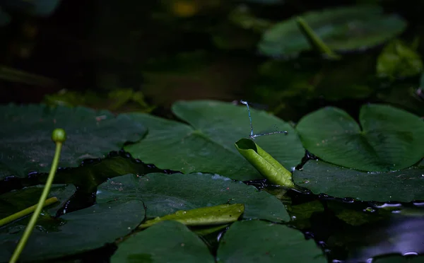 Une Belle Vue Sur Les Nénuphars Verts Dans Étang — Photo