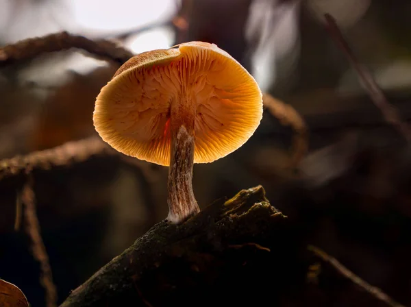 Closeup Gymnopilus Sapineus Mushroom — Stock Photo, Image