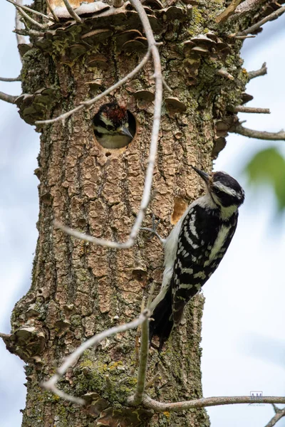 一只啄木鸟在一棵老树上的特写镜头 — 图库照片