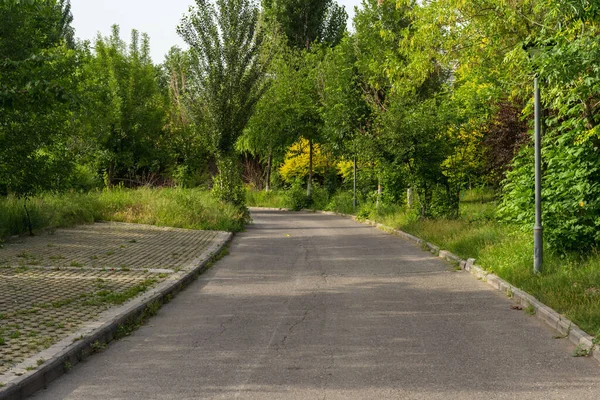 Yeşil ağaçlı güzel bir park manzarası ve yürüyüş ve gezinti için bir yol.