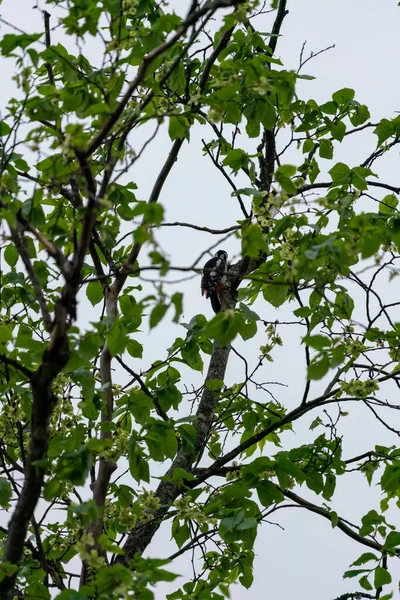 Vertikal Närbild Bild Stor Fläckig Hackspett Fågel Uppflugen Ett Träd — Stockfoto