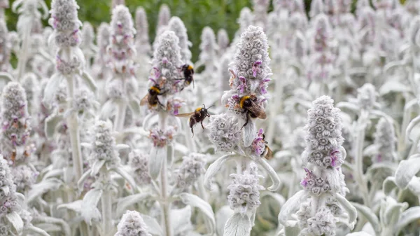 Buckinghamshire Ngiltere Lamb Kulak Çiçekleri Stachys Byzantina Ile Beslenen Arıların — Stok fotoğraf