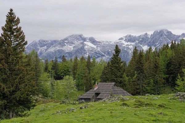 Egy Tűlevelű Erdő Egy Kunyhó Kamnik Savinja Alpokban Szlovéniában — Stock Fotó