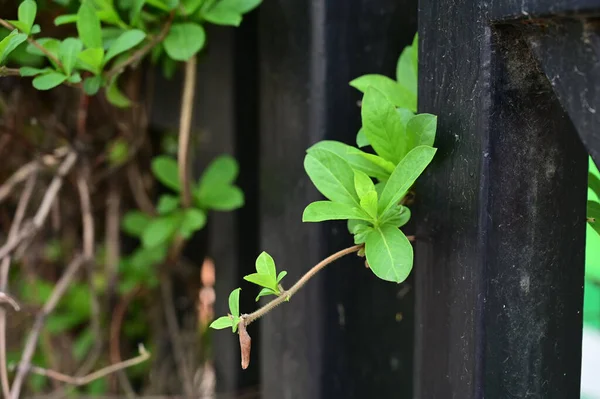 Koyu bir çitin yanında büyüyen yeşil yaprakların yakın çekimi.