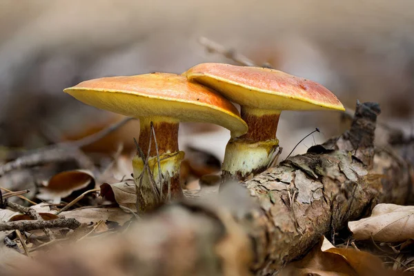 Bir ormanda yetişen Greville 's Bolete' ye (Suillus Grevillei) yakın plan.