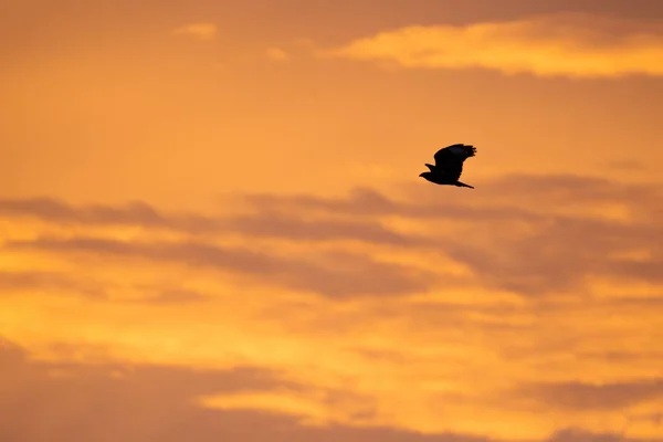 Sylwetka Ptaszka Latającego Złotym Zachodzie Słońca Niebo Tło — Zdjęcie stockowe
