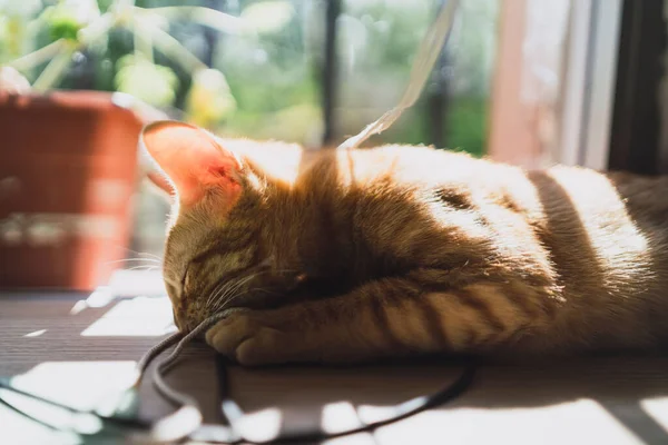 Primo Piano Adorabile Gattino Che Gioca Con Una Corda — Foto Stock