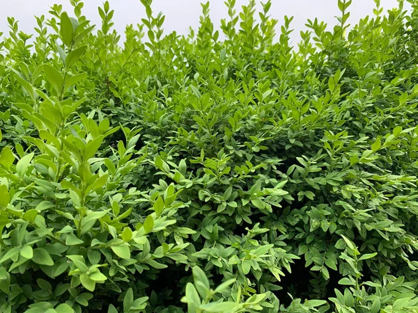 Buchsbaum Grüne Pflanze Hintergrundbild — Stockfoto