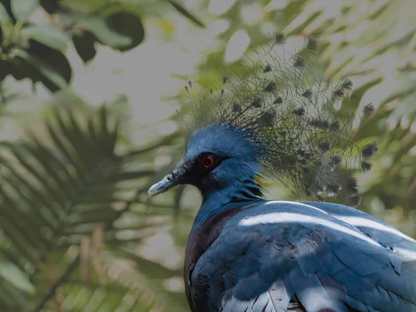 Western Crowned Pigeon Fort Wayne Hayvanat Bahçesi Nin Gezici Arazisi — Stok fotoğraf