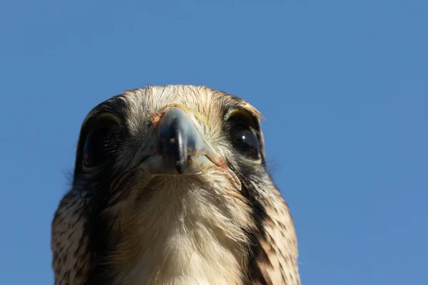 Close Falcão Lanner Bonito Falco Biarmicus Contra Céu Azul Claro — Fotografia de Stock