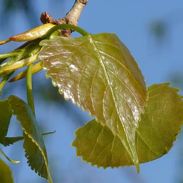 枝に緑の茶色の葉のクローズアップショット — ストック写真