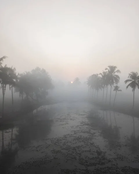 Colpo Verticale Acqua Sporca Circondata Palme Una Giornata Nebbiosa Nebbiosa — Foto Stock