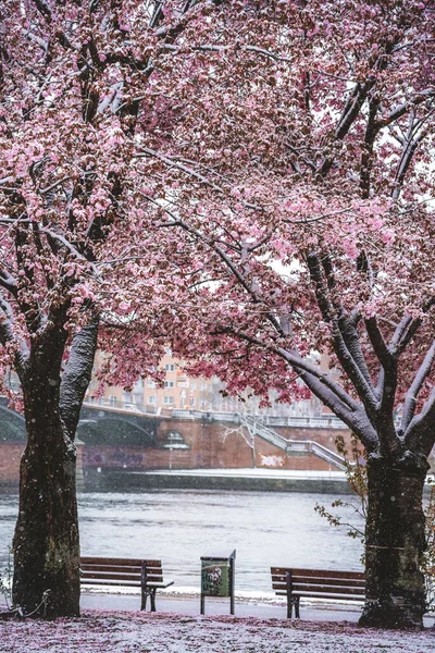 冬の桜の近くの道 — ストック写真