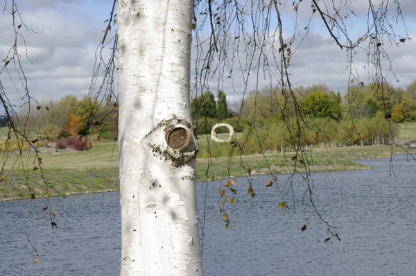 湖边的白桦树 — 图库照片
