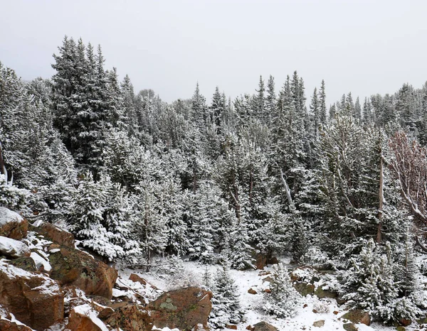 Uma Vista Arrepiante Uma Floresta Coberta Neve Durante Inverno — Fotografia de Stock