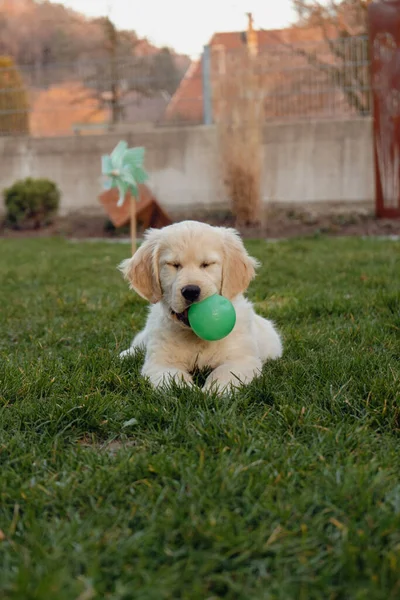 Yerde Yatan Bir Golden Retriever Dikey Çekimi — Stok fotoğraf