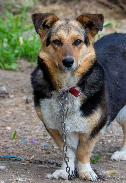 鎖につながれた犬との親密で悲しい不幸なことに — ストック写真