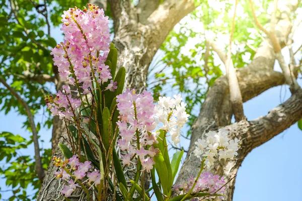 Крупный План Розовый Rhynchostylis Гигантский Цветок Чая Растет Саду — стоковое фото