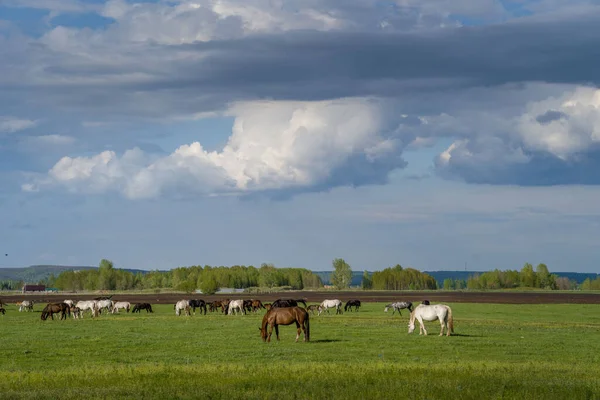 Eine Sommerlandschaft Mit Pferden Die Auf Einer Grünen Wiese Grasen — Stockfoto
