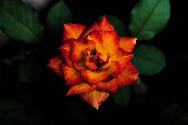 Narancssárga Vörös Rózsa Közelsége Kertben — Stock Fotó