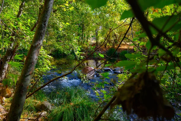 セドナの木々の間に岩が見える美しい川 — ストック写真