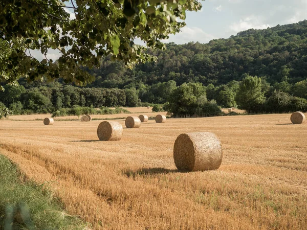 Büyük, yuvarlak saman balyalarıyla bir tarla.