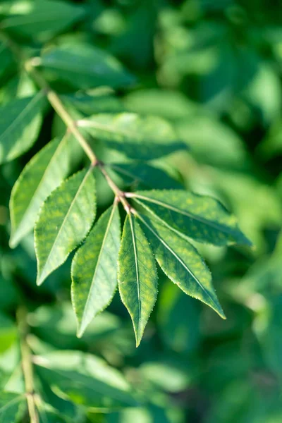 緑の背景に隔離された植物の垂直閉鎖葉 — ストック写真