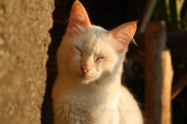 Ein Nahaufnahme Porträt Einer Niedlichen Weißen Katze Die Sich Hinter — Stockfoto