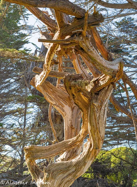 Arka planda bükülmüş ağaç dallarının dikey görüntüsü.