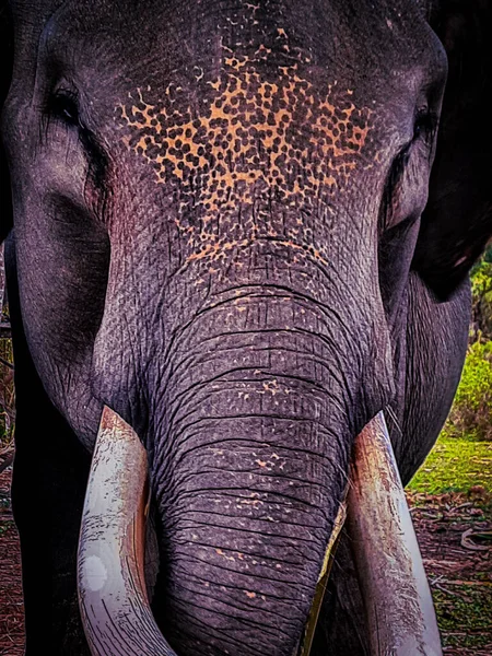 Gros Plan Éléphant Afrique — Photo