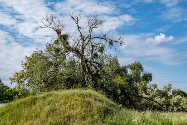 Een Ruime Beschadigde Bomen Een Grasheuvel — Stockfoto