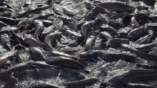 Muitos Peixes Piscicultura Alimentação Peixes Água Doce Criados Nas Lagoas — Fotografia de Stock