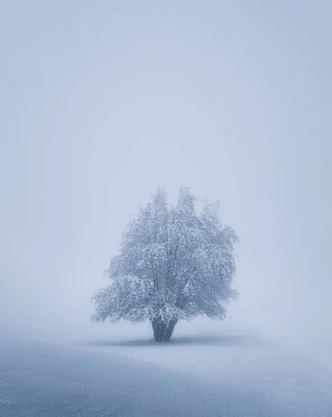 Минималистская Зимняя Сцена Одиноким Деревом Стоящим Туманном Снежном Горном Пейзаже — стоковое фото