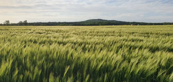 Panoramatický Výhled Krásné Pole Blízkosti Hor — Stock fotografie