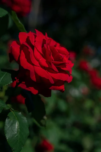 Eine Vertikale Aufnahme Eines Strauches Einer Gartenrose Mit Schönen Roten — Stockfoto