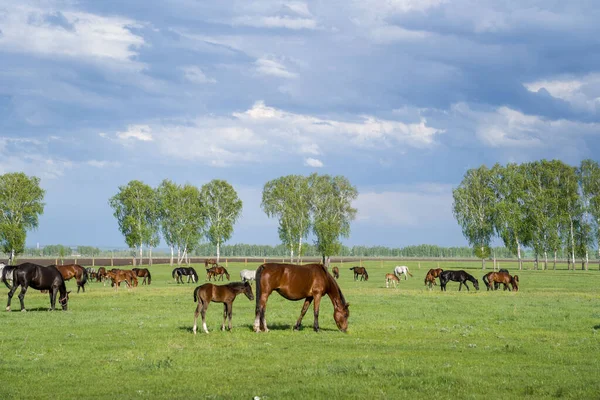 Letni Krajobraz Końmi Pasącymi Się Zielonej Łące — Zdjęcie stockowe