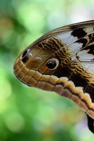 Bulanık arka planda bir baykuş kelebeğinin dikey görüntüsü