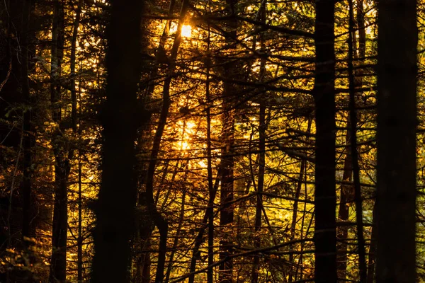 Mont Pelerin Ormanı, İsviçre, Vaud