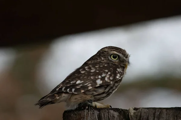 Tiro Close Uma Espécie Coruja Athene Com Manchas Brancas Uma — Fotografia de Stock