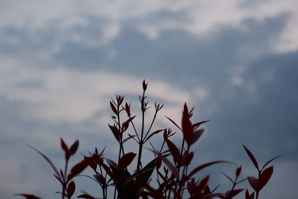 Kırmızı Bitkinin Alçak Açılı Görüntüsü Bulutlu Bir Gökyüzüne Doğru Gidiyor — Stok fotoğraf