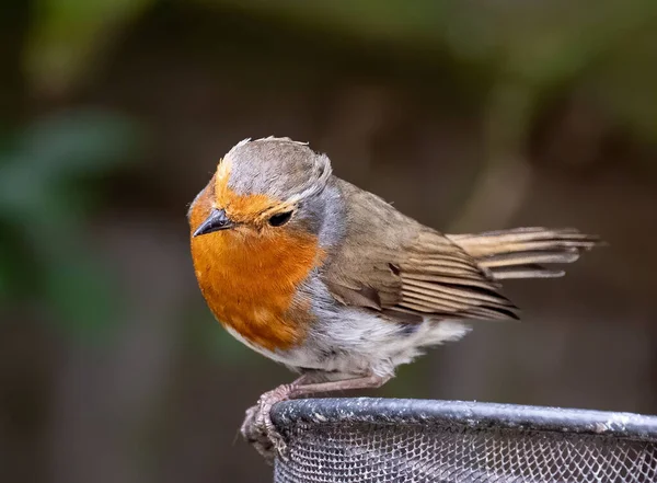 Uma Bela Foto Pássaro Robin Europeu Bonito — Fotografia de Stock